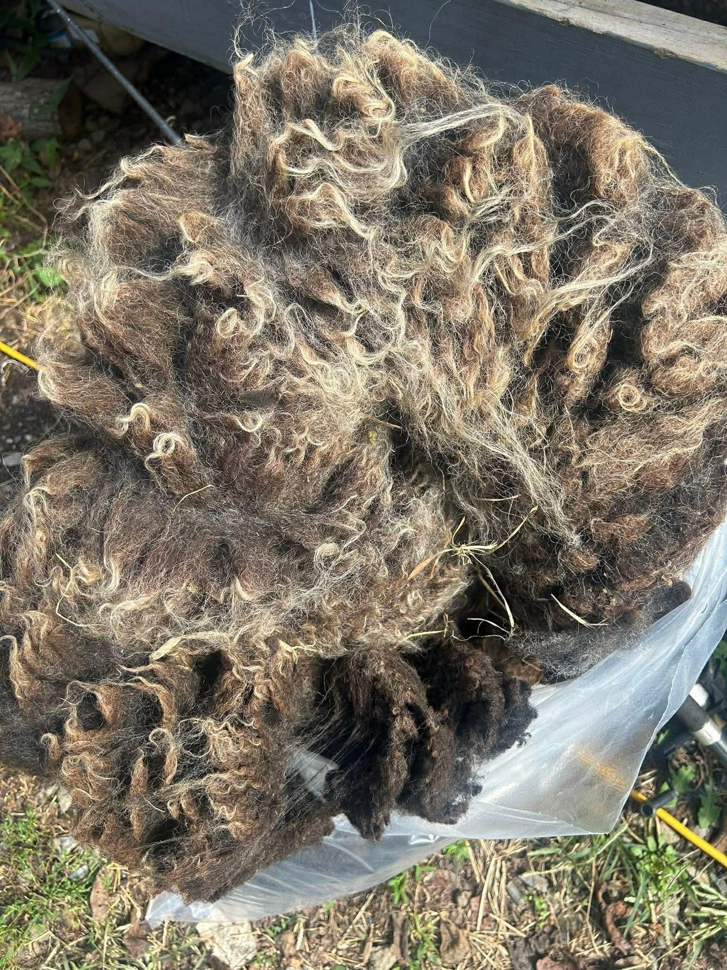 Shetland Fleeces