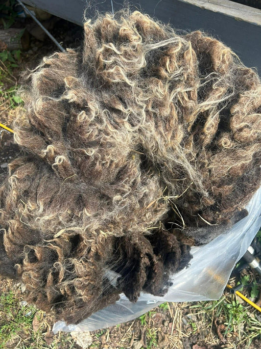 Shetland Fleeces