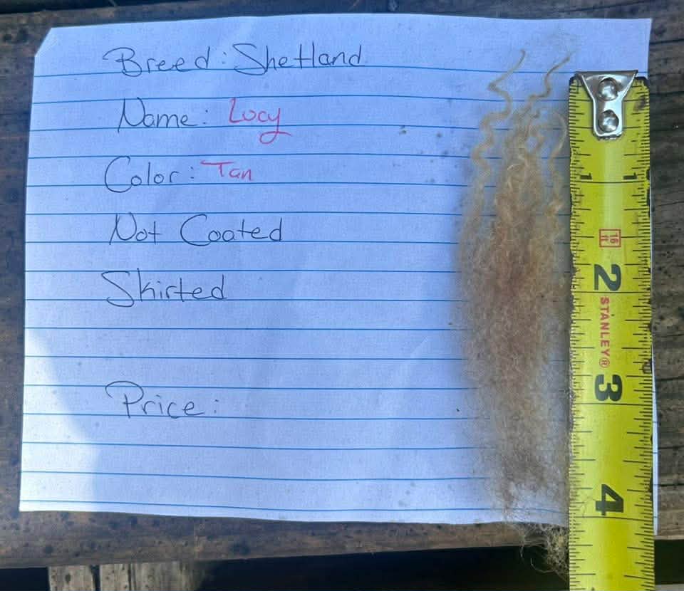Shetland Fleeces