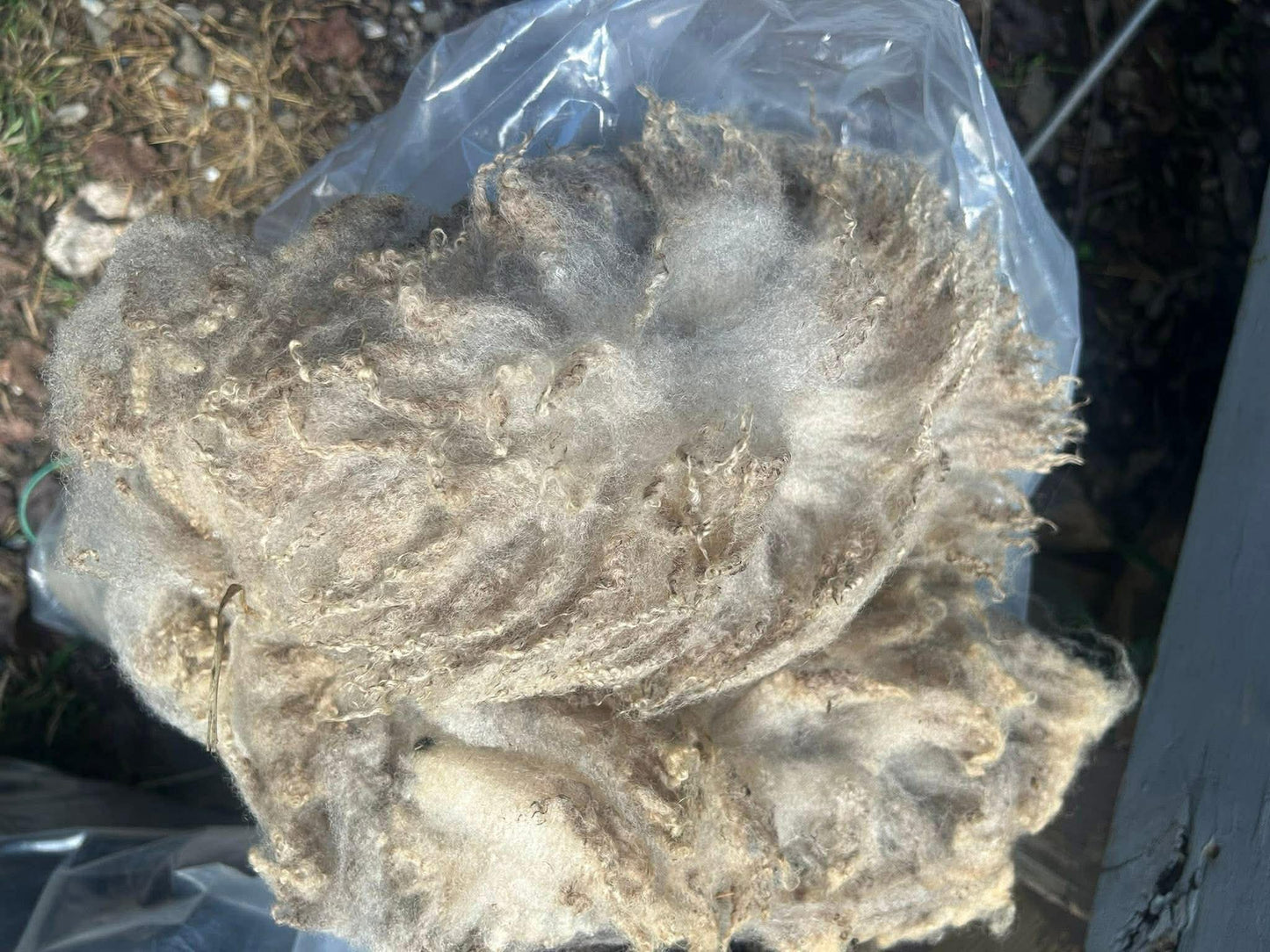 Shetland Fleeces