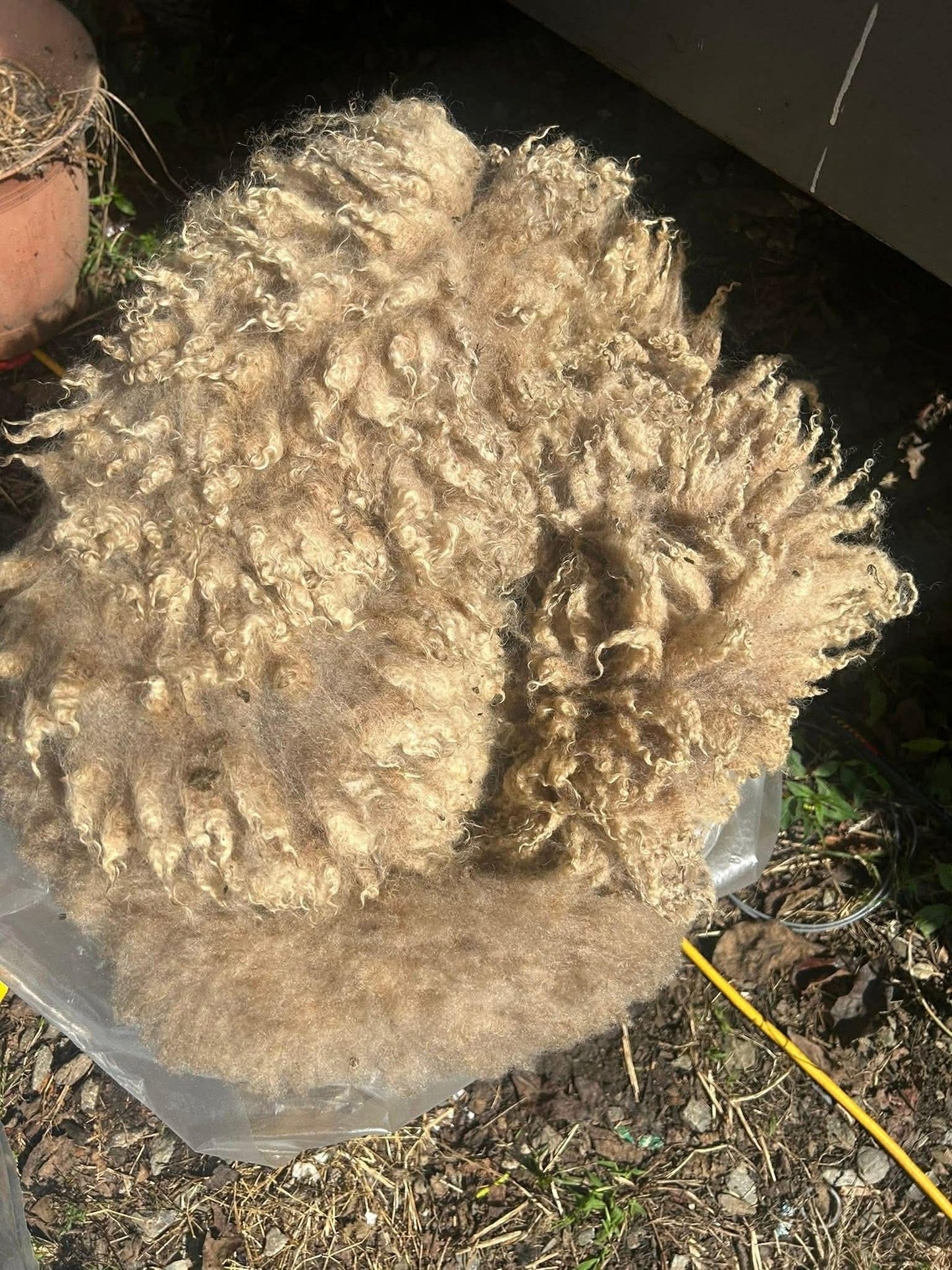 Shetland Fleeces
